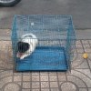 Vietnam a puppy in a bird cage